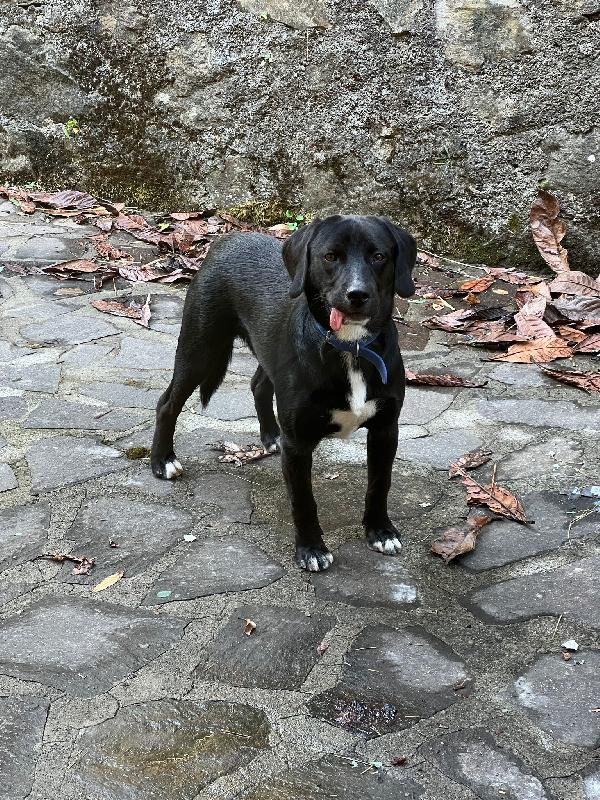 💛 BRUNO – UN CUCCIOLO SPECIALE IN CERCA DI CASA 💛 Foto 6